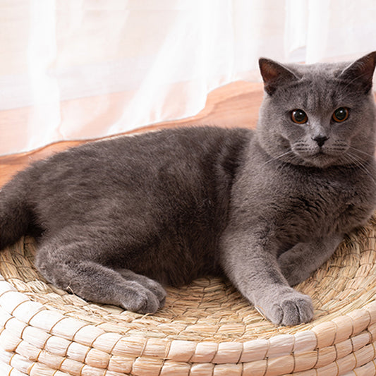 Tavo Nest – Natürliches Katzenbett aus geflochtener Naturfaser
