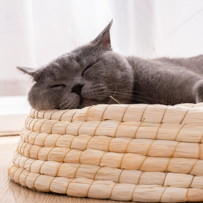 Tavo Nest – Natürliches Katzenbett aus geflochtener Naturfaser
