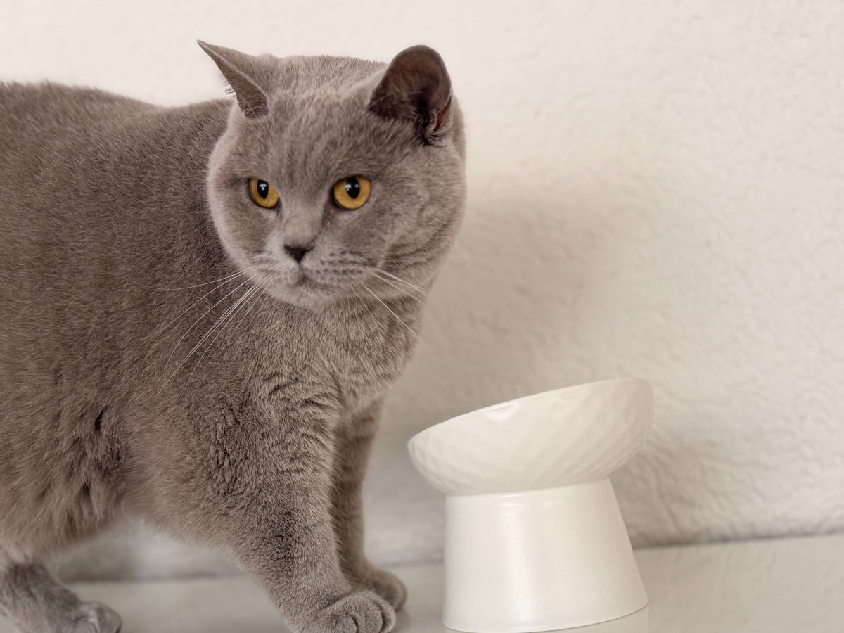 Oba Napf - Schluss mit Schlingen bei Katzen