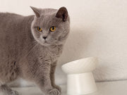 Oba Napf - Schluss mit Schlingen bei Katzen