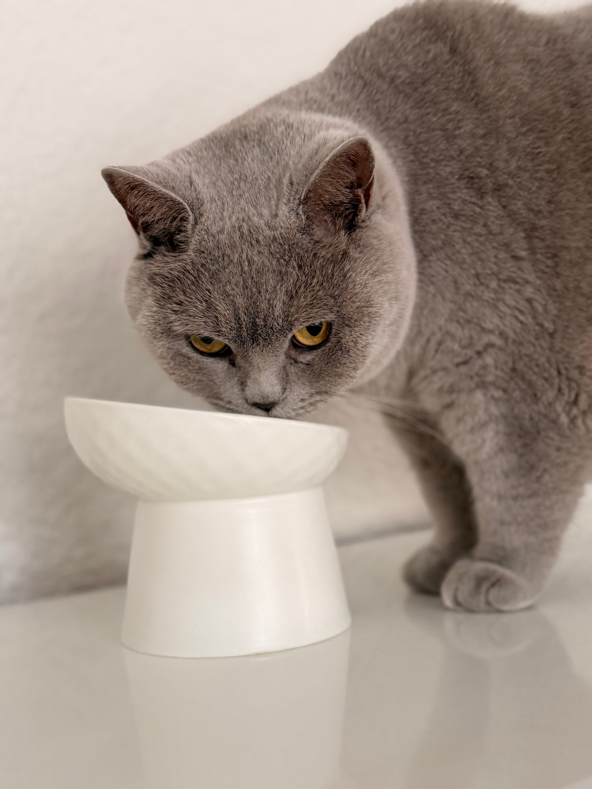 Oba Napf - Schluss mit Schlingen bei Katzen