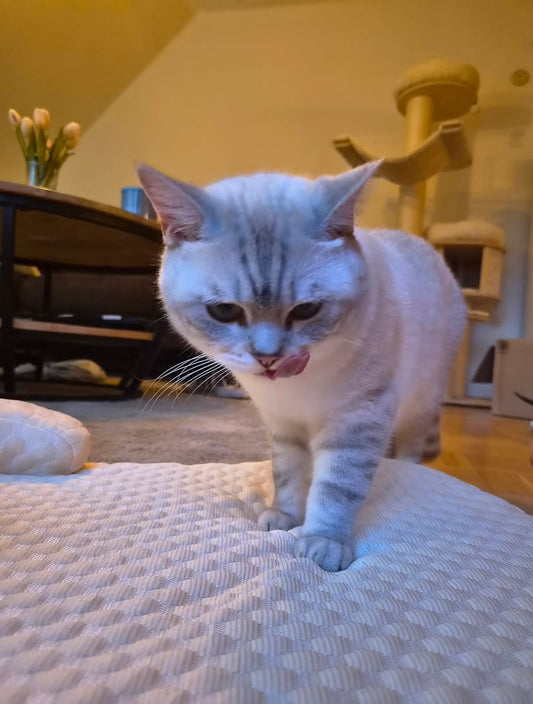 Yuna Kühlmatte – Atmungsaktive Kühlmatte mit Kopfrolle für Hunde & Katzen