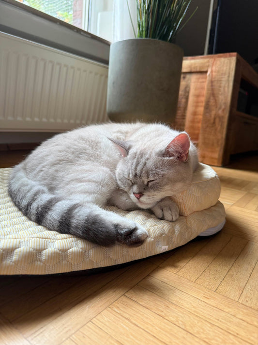 Yuna Kühlmatte – Atmungsaktive Kühlmatte mit Kopfrolle für Hunde & Katzen